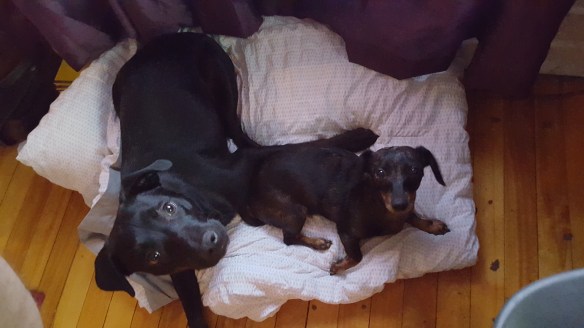 Olly and Sam on floor.jpg