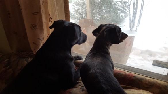 Sam and Olly watch snow.jpg