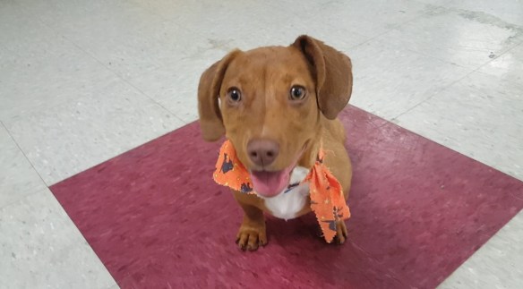 a74d9cb0e0606c586ee804cd6ba3105c