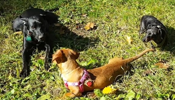 bce30b91b8ce0297ae5d270fc6ec804a