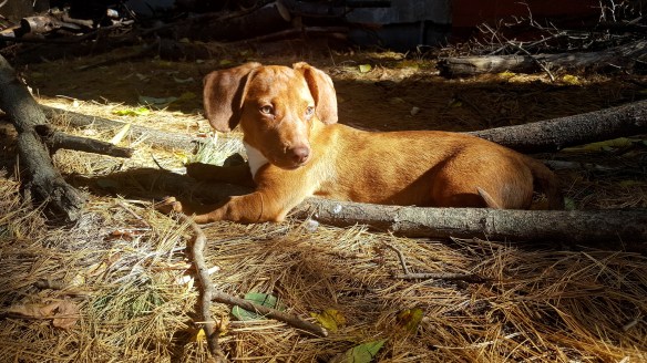 stella-in-pine-needles
