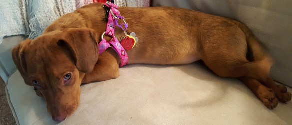 stella-website-cropped-not-scaled